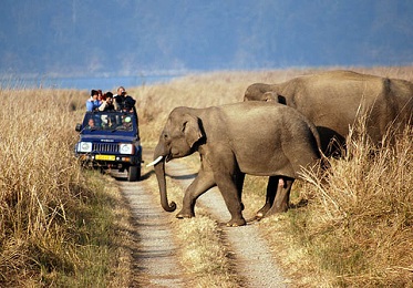 Rajasthan Wild life tour